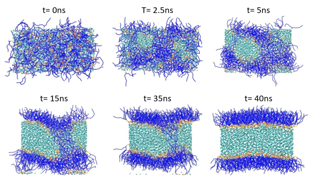 Figure 2: Spontaneous phospholipid bilayer formation. Lipid tails are shown in blue, and lipid polar head groups in red and orange. Water (P4) particles are displayed in cyan.