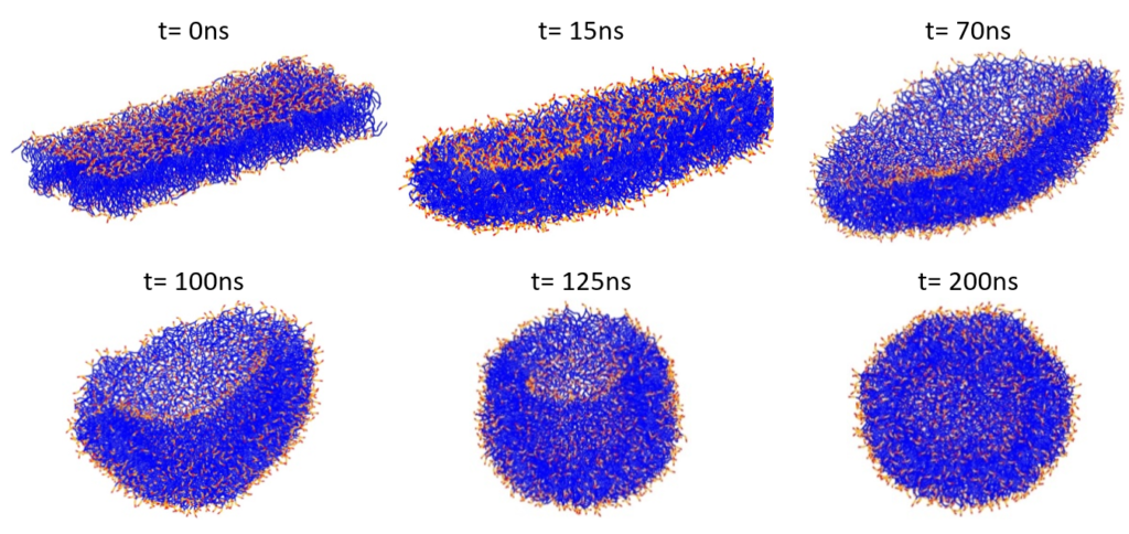 Figure 3: Formation of a phospholipid liposome starting from a POPC/POPE bilayer. Lipid tails are shown in blue, and lipid polar head groups in red and orange. Water particles are omitted for clarity.