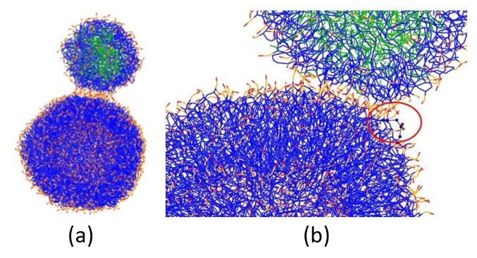 Figure 4: (a) Initial configuration of PFOB-NEP and phospholipid vesicle. (b) Re-orientation of lipid molecules leading to stalk formation. The lipid tail (in blue) of one of the vesicle molecules gets exposed (red circle). Lipid polar head groups are in red and orange, and PFOB molecules are in green.