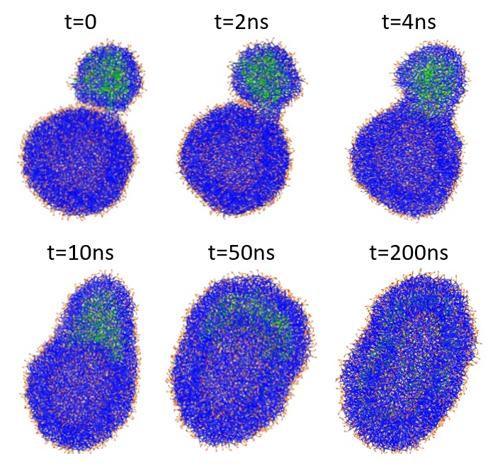 Figure 5: Structural changes during the fusion of a PFOB-NEP particle and a phospholipid vesicle. PFOB is marked in green, lipid tails are in blue, and lipid polar head groups are in red and orange.