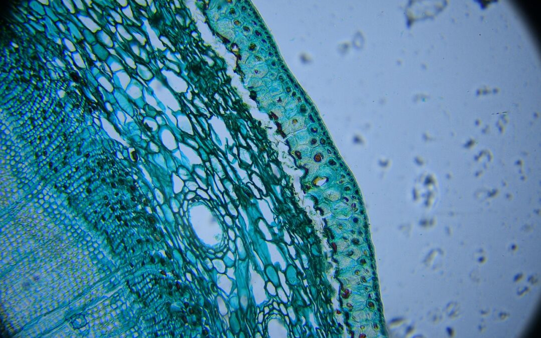 March 19th, 2026 – Virtual Emulsion Design: Accelerating Product Development in Personal Care and Food